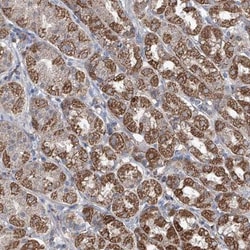 SIX4 Antibody, Novus Biologicals 0.1mL; Unlabeled:Antibodies, Polyclonal