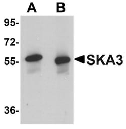 SKA3 Antibody - BSA Free, Novus Biologicals 0.1mg; Unlabeled:Antibodies,