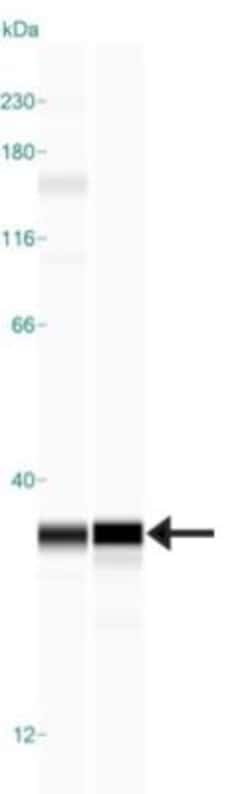 SKAP Antibody, Novus Biologicals:Antibodies:Primary Antibodies