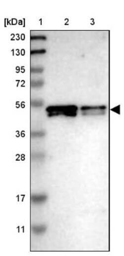 SKAR Antibody, Novus Biologicals 0.1mL; Unlabeled:Antibodies, Polyclonal