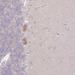 SKOR2 Antibody, Novus Biologicals 25 &mu;L; Unconjugated:Antibodies, Polyclonal
