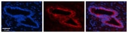 SLBP Antibody, Novus Biologicals 0.05mg; Unlabeled:Antibodies, Polyclonal