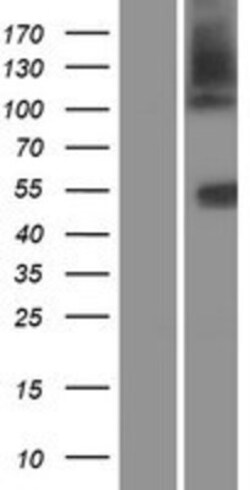 Novus Biologicals&trade;&nbsp;SLC14A1 Overexpression Lysate