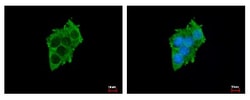 Sialin/SLC17A5 Antibody, Novus Biologicals 0.1mL; Unlabeled:Antibodies,