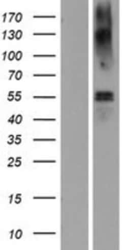Novus Biologicals&trade;&nbsp;EAAT1/GLAST-1/SLC1A3 Overexpression Lysate