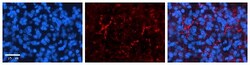 SLC1A4 Antibody, Novus Biologicals 0.05mg; Unlabeled:Antibodies, Polyclonal