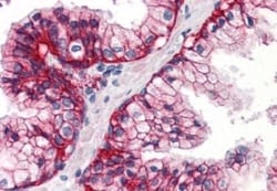 SLC1A5 Antibody - BSA Free, Novus Biologicals 0.05mL; Unlabeled:Antibodies,