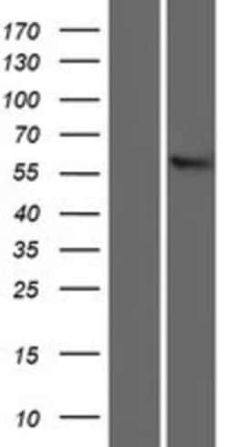 Novus Biologicals&trade;&nbsp;SLC22A13 Overexpression Lysate
