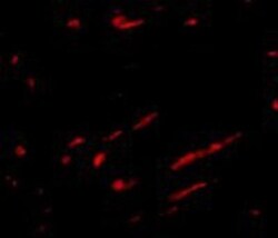 SLC22A17 Antibody - BSA Free, Novus Biologicals 0.025 mg, Unconjugated:Antibodies,