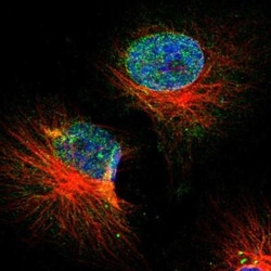 SLC22A17 Antibody, Novus Biologicals 25 &mu;L; Unlabeled:Antibodies, Polyclonal
