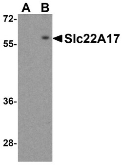SLC22A17 Antibody - BSA Free, Novus Biologicals 0.025 mg, Unconjugated:Antibodies,