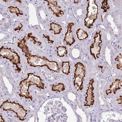 SLC23A1 Antibody, Novus Biologicals 25 &mu;L, Unlabeled:Antibodies, Polyclonal