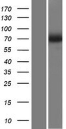 Novus Biologicals&trade;&nbsp;SLC23A2 Overexpression Lysate