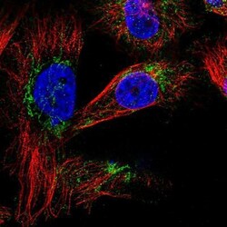 DLX5 Antibody, Novus Biologicals:Antibodies:Primary Antibodies
