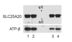 SLC25A20 Antibody, Novus Biologicals 0.1mL; Unlabeled:Antibodies, Polyclonal