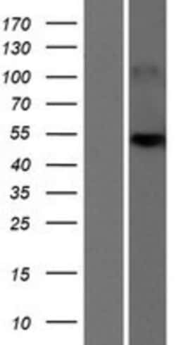 Novus Biologicals&trade;&nbsp;SLC25A24 Overexpression Lysate