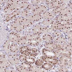 SLC25A32 Antibody, Novus Biologicals 0.1mL; Unlabeled:Antibodies, Polyclonal