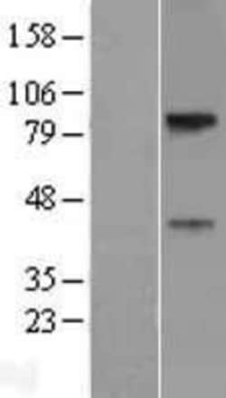 Novus Biologicals&trade;&nbsp;SLC29A4 Overexpression Lysate