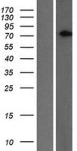 Novus Biologicals&trade;&nbsp;SLC2A13 Overexpression Lysate