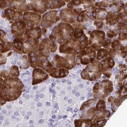 SLC30A3 Antibody, Novus Biologicals 25 &mu;L | Buy Online | Novus Biologicals | Fisher Scientific