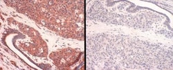 SLC31A1/CTR1 Antibody, Novus Biologicals:Antibodies:Primary Antibodies