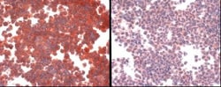 SLC31A1/CTR1 Antibody, Novus Biologicals:Antibodies:Primary Antibodies