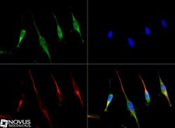 SLC31A1/CTR1 Antibody, Novus Biologicals:Antibodies:Primary Antibodies