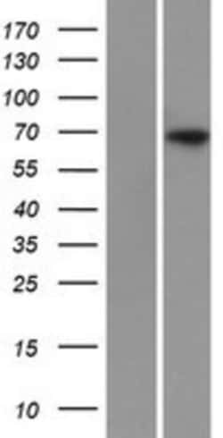 R&D Systems&trade;&nbsp;SLC34A1 Overexpression Lysate