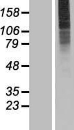 Novus Biologicals&trade;&nbsp;SLC35A3 Overexpression Lysate