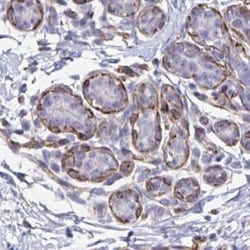 SLC35B1 Antibody, Novus Biologicals:Antibodies:Primary Antibodies