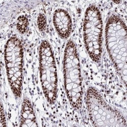 SLC35C2 Antibody, Novus Biologicals:Antibodies:Primary Antibodies