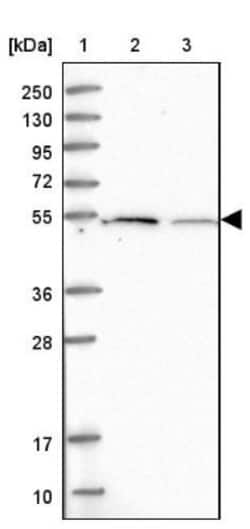 SLC35F4 Antibody, Novus Biologicals:Antibodies:Primary Antibodies