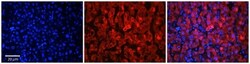 SLC37A4 Antibody, Novus Biologicals 100 &mu;L | Buy Online | Novus Biologicals | Fisher Scientific