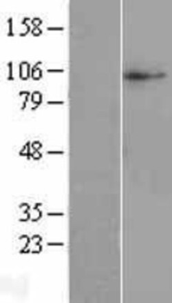 Novus Biologicals&trade;&nbsp;SLC38A10 Overexpression Lysate