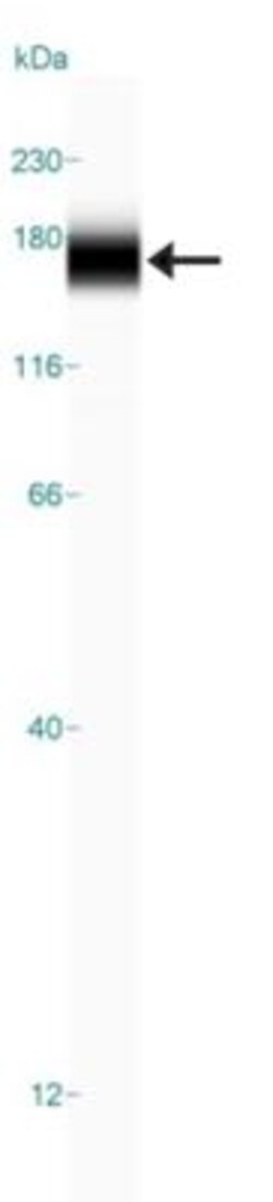 SLC38A10 Antibody, Novus Biologicals:Antibodies:Primary Antibodies