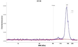 SLC38A10 Antibody, Novus Biologicals:Antibodies:Primary Antibodies