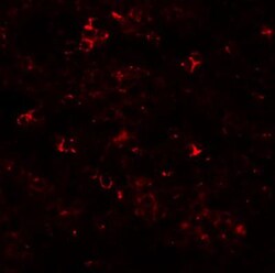 SLC39A10 Antibody - BSA Free, Novus Biologicals 0.1mg; Unlabeled:Antibodies,