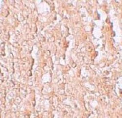 SLC39A10 Antibody - BSA Free, Novus Biologicals 0.1mg; Unlabeled:Antibodies,