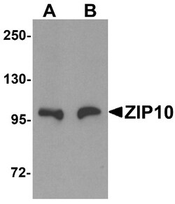 SLC39A10 Antibody - BSA Free, Novus Biologicals 0.1mg; Unlabeled:Antibodies,