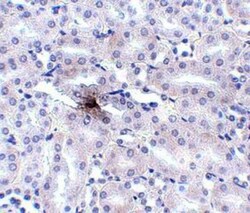SLC39A11 Antibody - BSA Free, Novus Biologicals 0.1mg; Unlabeled:Antibodies,