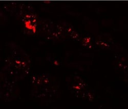SLC39A1 Antibody - BSA Free, Novus Biologicals 0.1mg; Unlabeled:Antibodies,