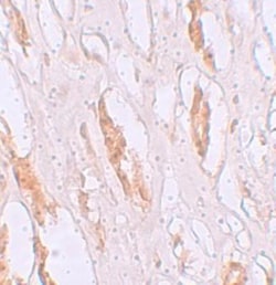 SLC39A1 Antibody - BSA Free, Novus Biologicals 0.1mg; Unlabeled:Antibodies,
