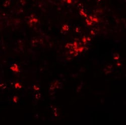 SLC39A8/ZIP8 Antibody - BSA Free, Novus Biologicals 0.1mg; Unlabeled:Antibodies,