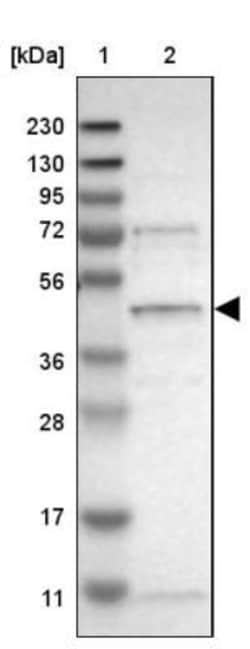 SLC41A1 Antibody, Novus Biologicals:Antibodies:Primary Antibodies