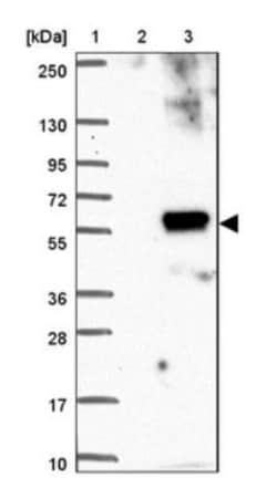 SLC45A3/Prostein Antibody, Novus Biologicals:Antibodies:Primary Antibodies