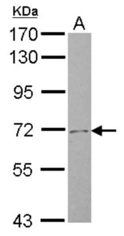 SLC4A8 Antibody, Novus Biologicals 0.1 mL | Buy Online | Novus Biologicals | Fisher Scientific