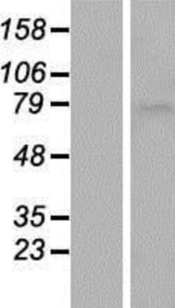 Novus Biologicals&trade;&nbsp;SLC5A11 Overexpression Lysate