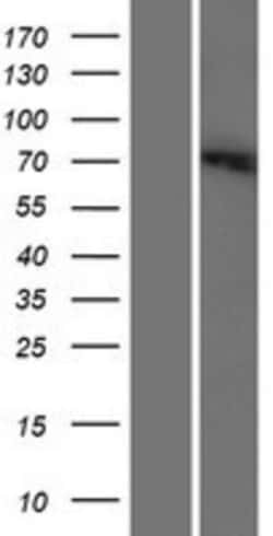 Novus Biologicals&trade;&nbsp;SLC6A12 Overexpression Lysate