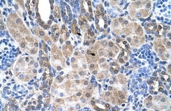 SLC6A18 Antibody, Novus Biologicals:Antibodies:Primary Antibodies
