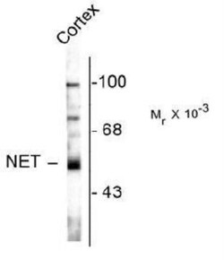 anti-SLC6A2/NET/Noradrenaline transporter, Clone: NET-05, Novus Biologicals